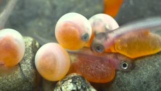 Coho Salmon hatching!