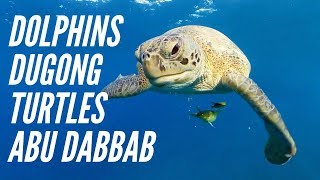Marsa Alam 2019 Swimming with dolphins, dugong, turtles - Insta360 Dive Case