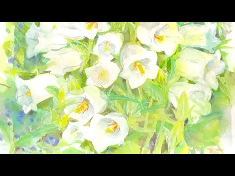 水彩画]カンパニュラの花を水彩で描く/春の花/絵を描く/watercolor