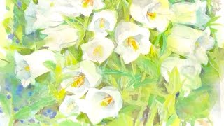 水彩画]カンパニュラの花を水彩で描く/春の花/絵を描く/watercolor