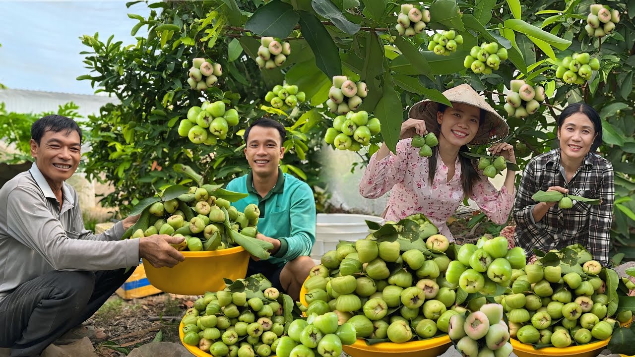 Thu hoạch vườn Mận Xanh Đường nhà chú Tư, đặc sản mận xanh đường Tân Thạnh | CLN