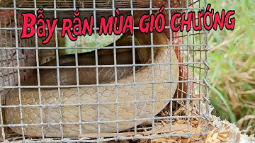Bẫy rắn mùa gió chướng loài rắn nào sẽ thường đi săn mồi | cần quê gò công
