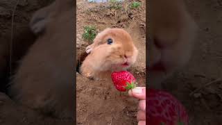 Кролики Едят Помидоры🍓🍓💕💕💕