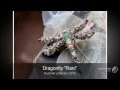 Dragonfly &#39;Rani&#39;, Summer collection 2016 / Slideshow