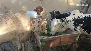 mini village farm buffalo and cow eating grass