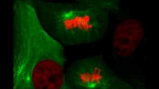 Time Lapse of Living Cells