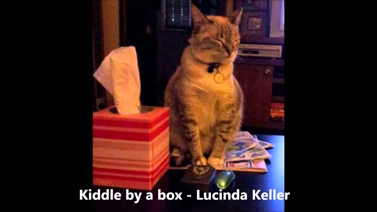 Cats in Boxes 2014 YouTube