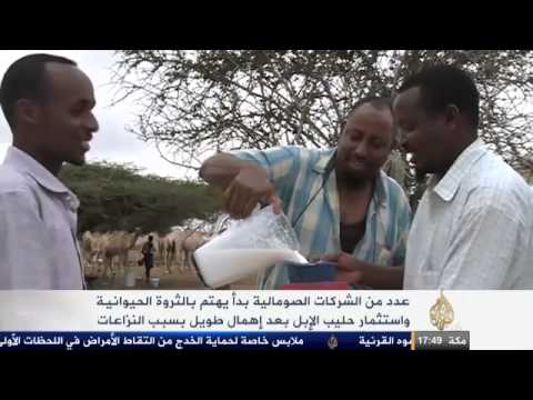الشركات الصومالية تبدأ الاهتمام بالثروة الحيوانية