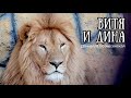 Львы ВИТЯ и ДИНА в ожидании... (Презент: часть 1. Вручение) Life of #lions​ #animals