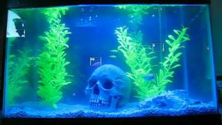 Fish Tank Tracking Demo