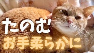 猫達の爪切りをしたら各々のリアクションが可愛すぎました w