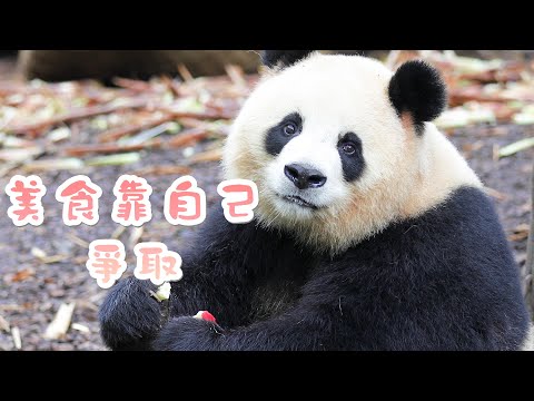 《熊貓主題趴》看！這就是美食家的實力 | iPanda熊貓頻道