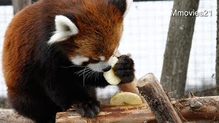 左手でつかんでリンゴを食べるエイタ~Red Panda 