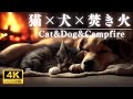 【猫🐈犬🐕焚き火🔥4K睡眠用BGM】観ているだけで驚くほど疲れが取れる💤ペット眠りストレス軽減・自律神経改善。短時間で熟睡出来る!瞑想やヨガ、お昼寝のヒーリング ミュージック!疲労回復の火の音 曲
