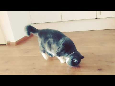 Video: Waar Katten Van Dromen: De Meest Populaire Interpretatie