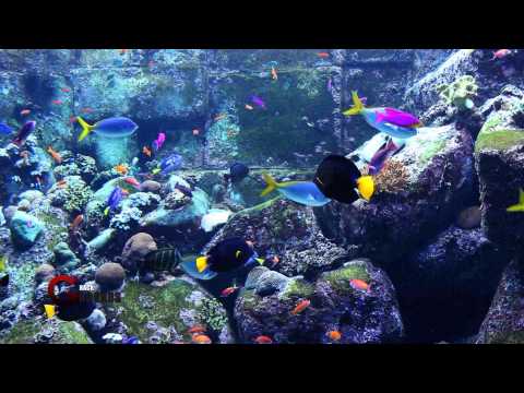 1 hr relaxing music aquarium screensaver fish tank hd