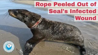 Rope Peeled Out of Seal's Infected Wound