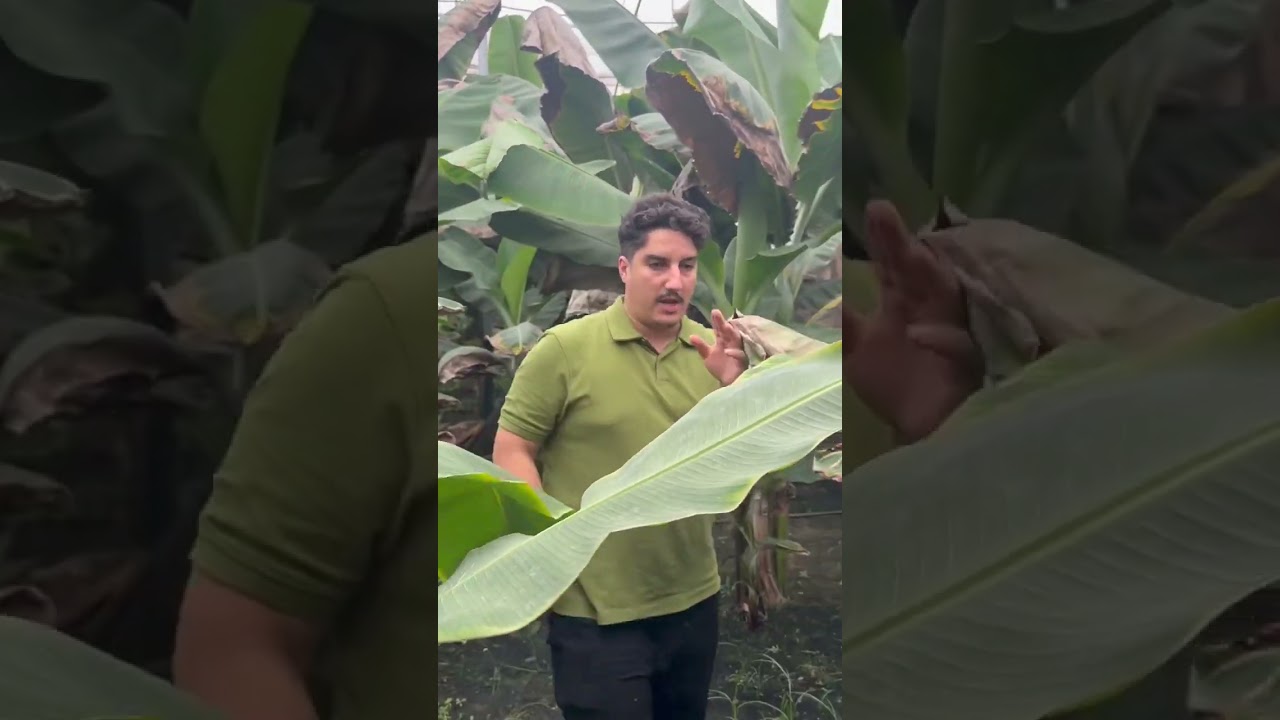 حقل الموز(البنان)بن مهيدي ولاية طارف يتوفر لدينا شتلة الموز اصناف جديدة للاستثمار الفلاحي