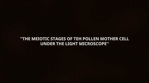 MEIOTIC CELL DIVISION STAGES AS SEEN UNDER A LIGHT MICROSCOPE (MAYOZ BÖLÜNME)