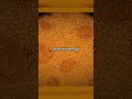 Potato Peel Under Microscope #microscope #potatoundermicroscope #shorts #science #sciencelab #lab