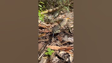 Coastal Carpet Python after eating a big feed #snakevideo #python #snakevideo #australia #nature