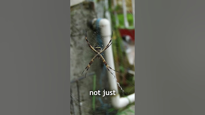 Why Do We Call It a Spider?