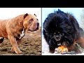 14 MORE of the Worlds Most Dangerous Dog Breeds