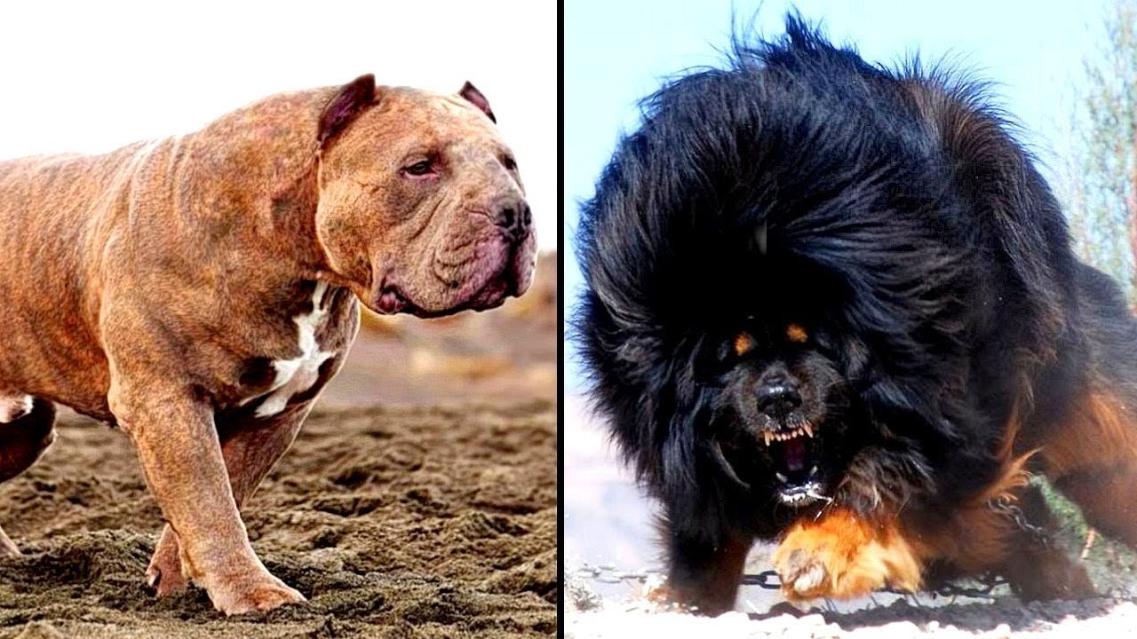 Worlds Most Dangerous Dog Breeds 