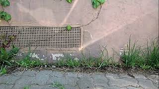 Auf Kanten-Feldern Weizen Säen