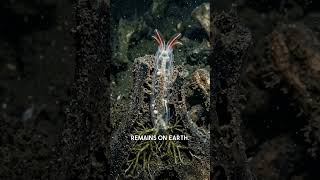 This Worm Dissolves Bone With Acid! 🦴🪱 #oceanlife #science #nature