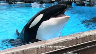 Whatever-SeaWorld Orlando