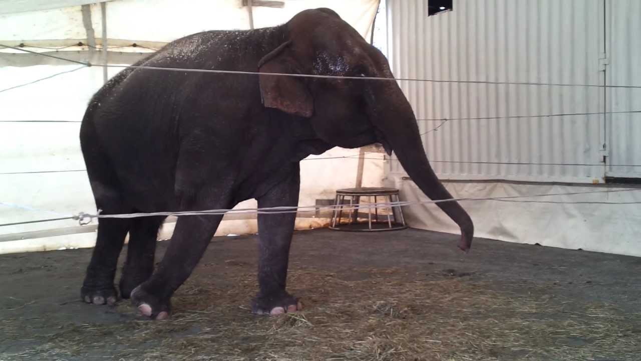 Elephant Baba Stereotypic Behaviour YouTube