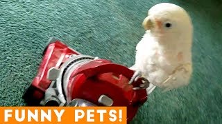 Funniest Pets of the Week Compilation February 2018 | Funny Pet Videos