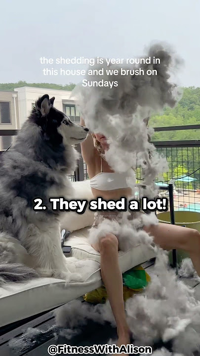 Top 5 Reasons Why You Shouldn't Get An Alaskan Malamute!