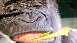 Gorilla Eating Lettuce Extra Long Video!