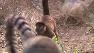 Lemur Life Episode 2: Everything Here Is Mine