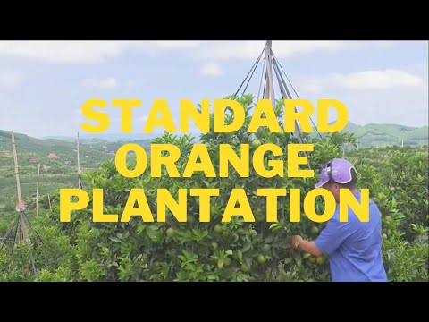 Produce oranges according to Vietgap standards with high quality, meeting export requirements - NEC