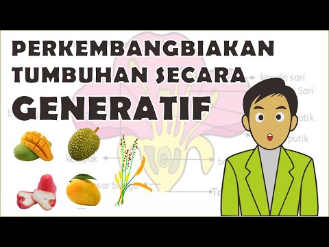 Video: Antara berikut yang manakah merupakan contoh isogami?