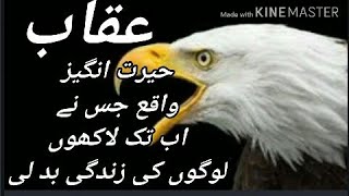 Eagle Life Story/Eagle motivational story /,Huqab ki zindagi ki tafseel/urdu