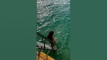 Burcu Özberk Denize Girdiği Anları Sosyal Medya Hesabından Paylaştı 