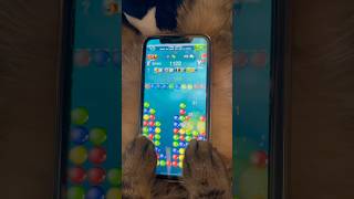 Can your cat beat this Bubble Explode challenge 😼🎮