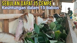 Yang Gak Minat Ya Berat. Perhitungan Keuntungan Dalam 15 Indukan