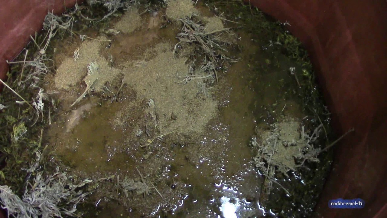 Absinthe BIO - Macération des Plantes - Distillerie Aymonier, La Semillia - 1er partie