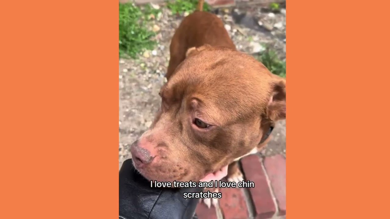Meet Buddy! This sweet boy is available for adoption at Sean Casey Animal Rescue in NYC!🐶❤️