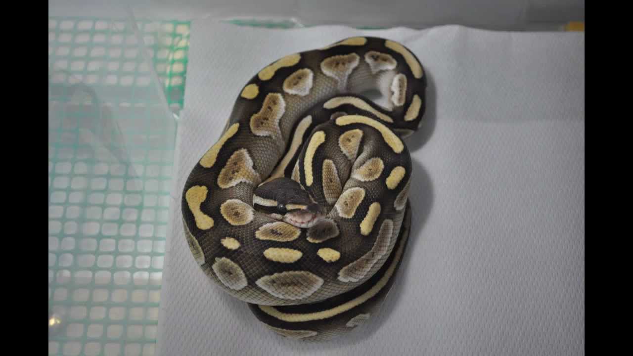pythons for sale Lesser Platinum - new addition to GPreptiles!