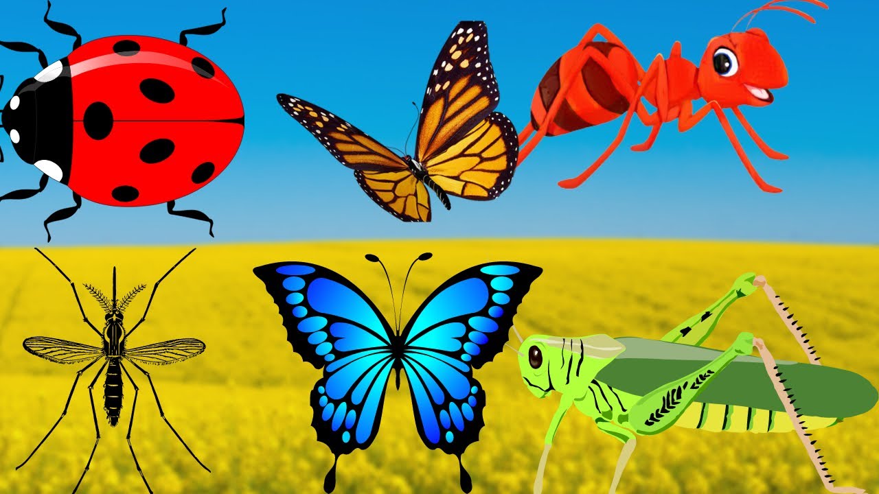 amazing wild INSECT sounds compilation YouTube