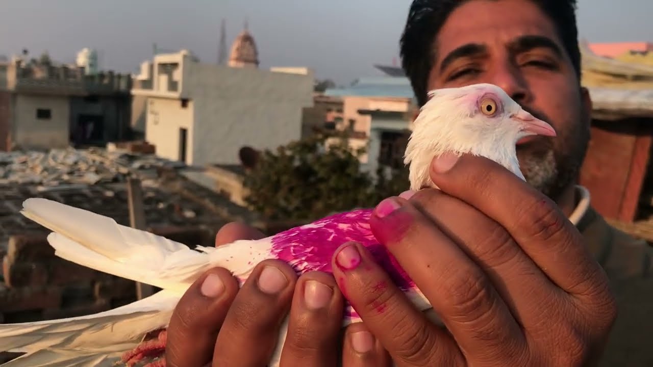 Vibrant Beauties: Exploring the New Pigeons in My Loft