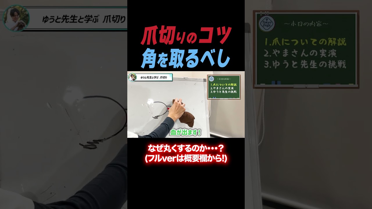 【犬しつけ】爪切りのコツは角を取ること
