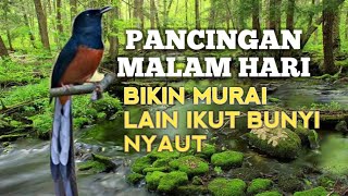 Download Lagu SUARA PANCINGAN MURAI BATU biar Emosi lawan jadi NYAUT BUNYI GACOR BONGKAR ISIAN |TERAPI MURAI BATU  MP3 Download Lagu SUARA PANCINGAN MURAI BATU biar Emosi lawan jadi NYAUT BUNYI GACOR BONGKAR ISIAN |TERAPI MURAI BATU  MP3