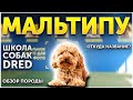 Обзор породы Мальтипу | Для кого подойдет такая собака | Гипоаллергенные собаки | Собаки до 5 кг